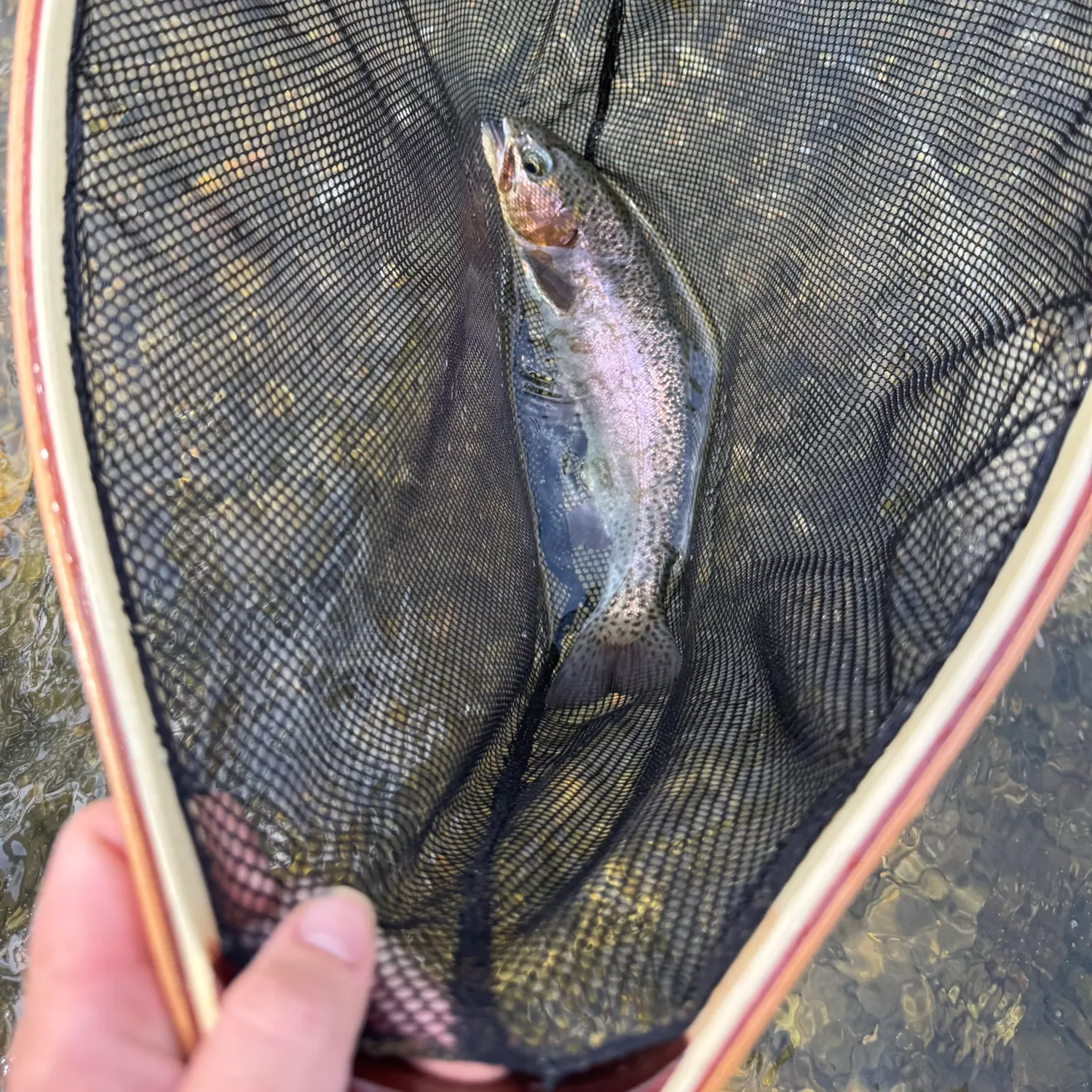 Rainbow trout caught on Fishbrain