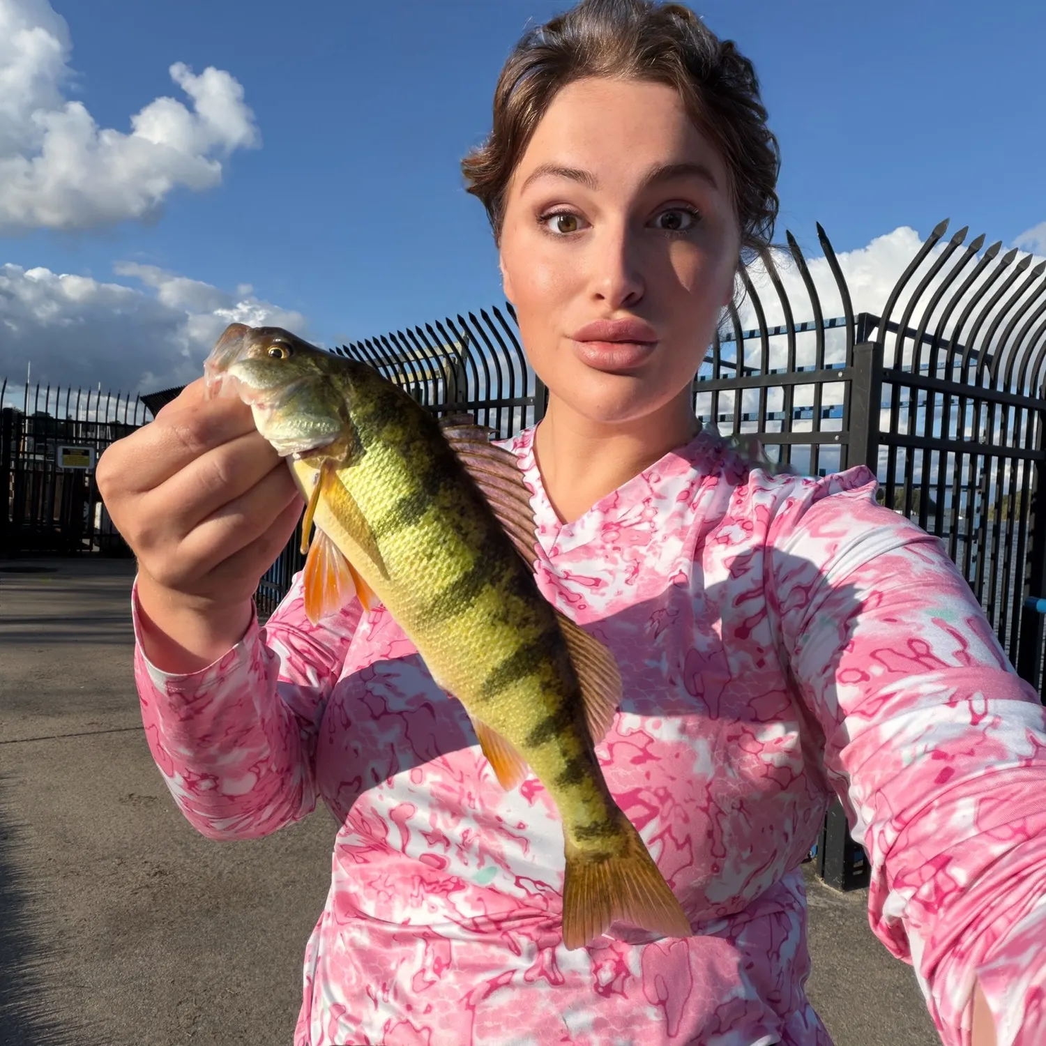 Yellow perch caught on Fishbrain