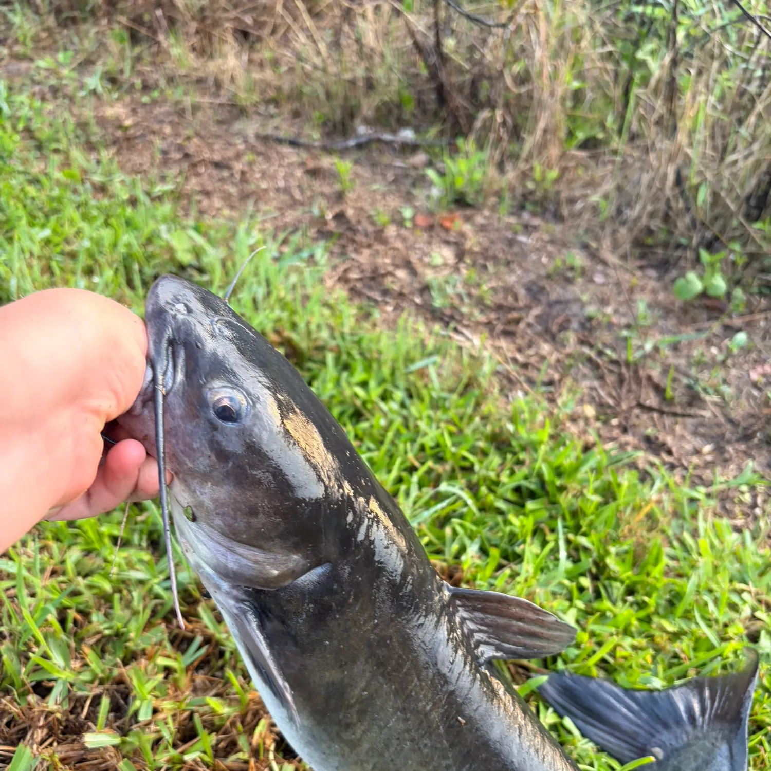 Channel catfish caught on Fishbrain