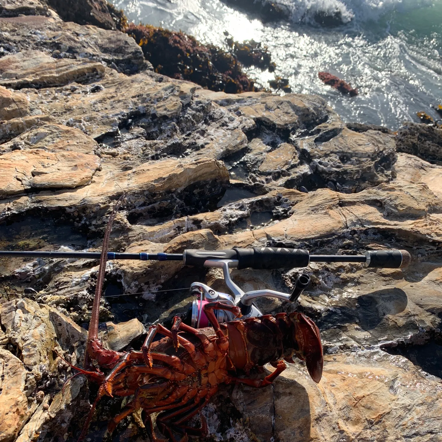 The most recent California spiny lobster catches on Fishbrain