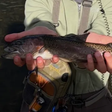 Cutbow caught on Fishbrain
