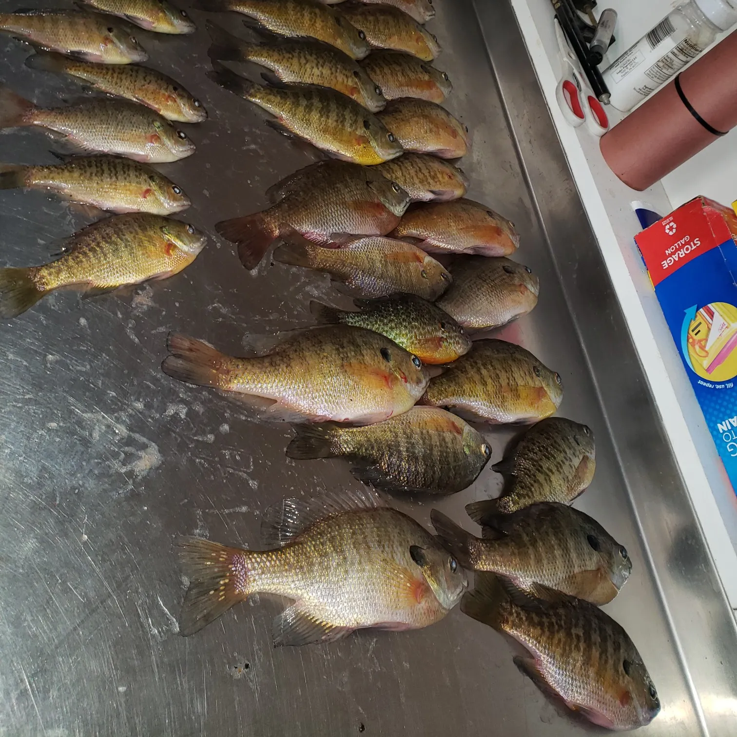 recently logged catches