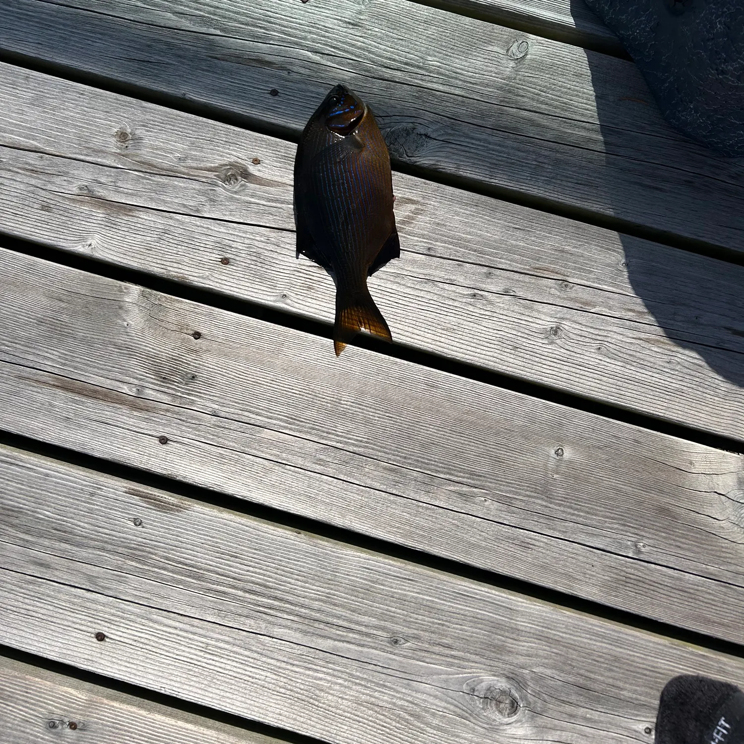 The most recent Striped seaperch catches on Fishbrain
