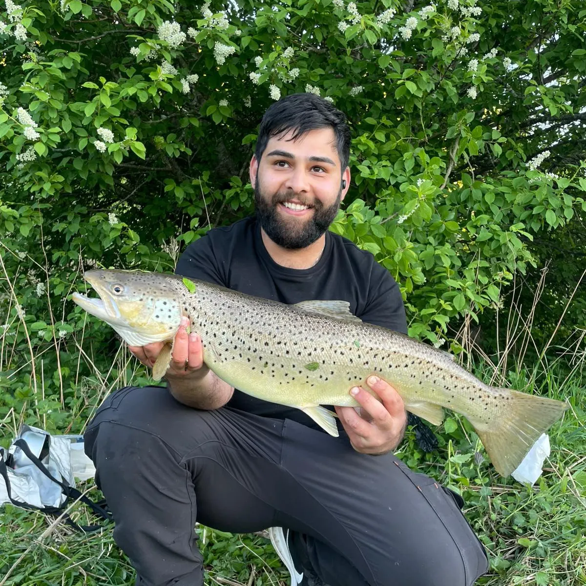 The most recent Atlantic salmon catches on Fishbrain