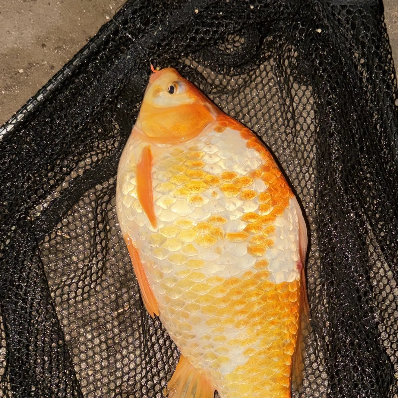 Goldfish caught on Fishbrain