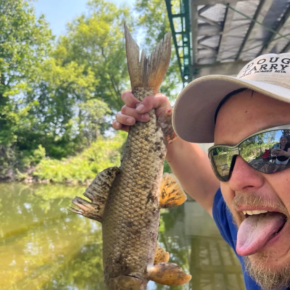 Koi x common carp caught on Fishbrain