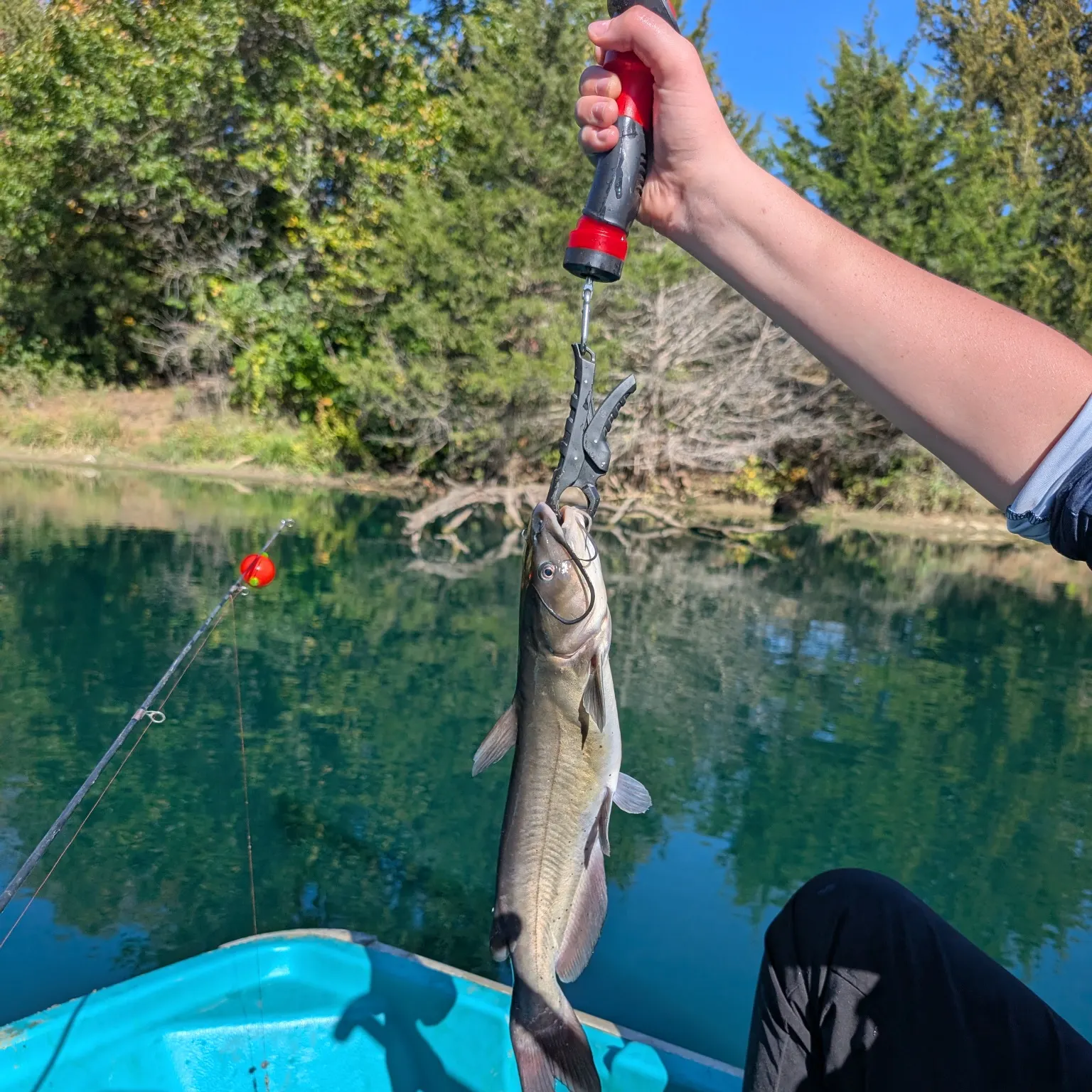 The most recent Channel catfish catches on Fishbrain