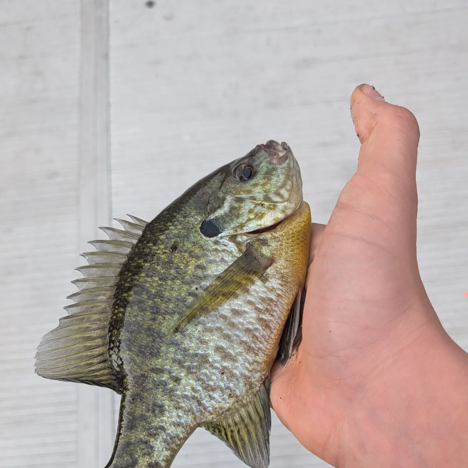 catch