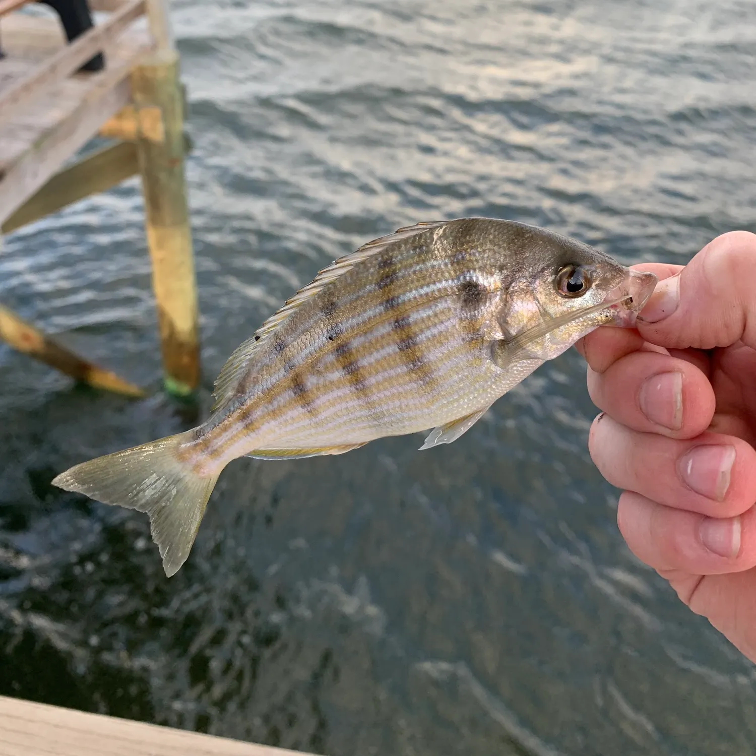 The most recent Pinfish catches on Fishbrain