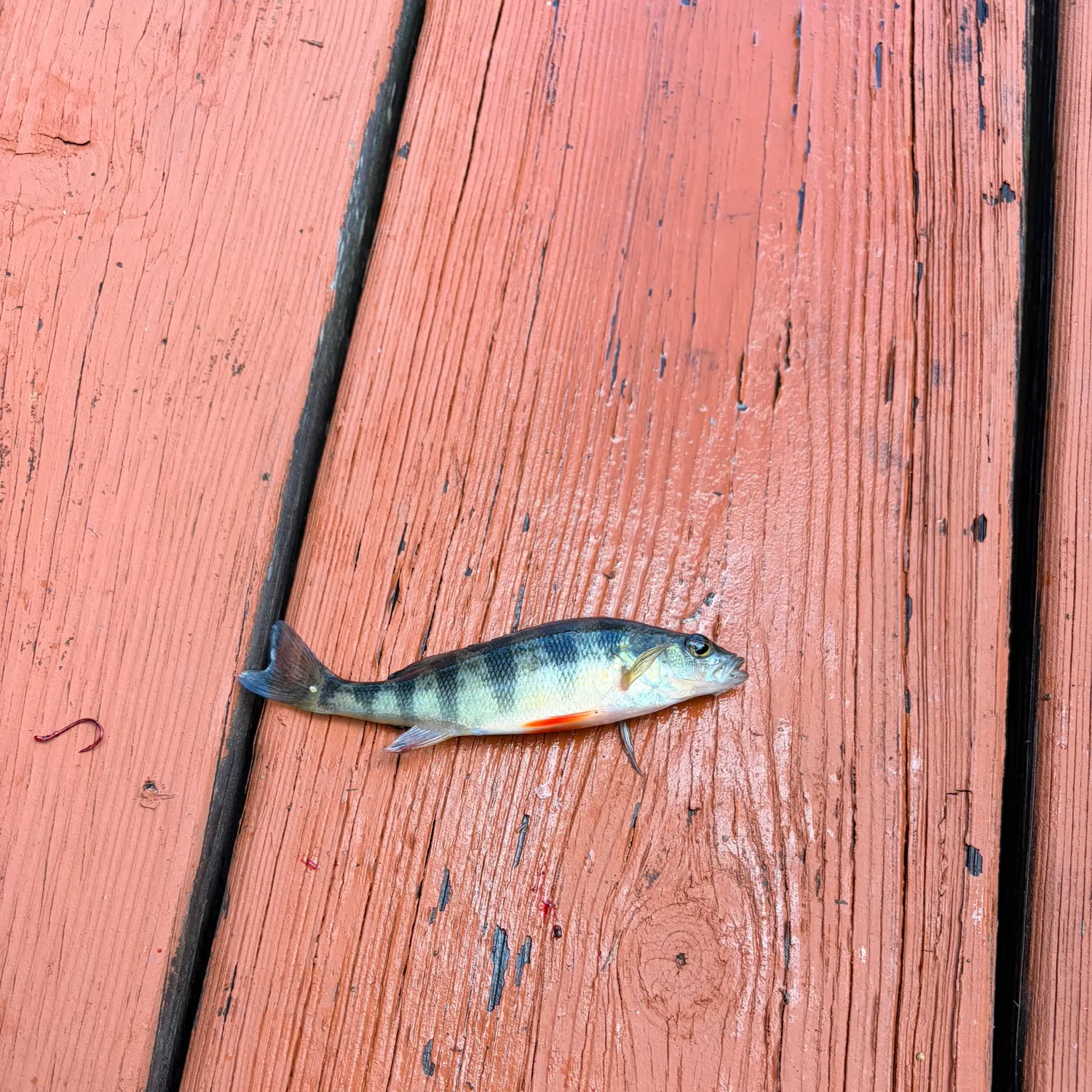 Yellow perch caught on Fishbrain