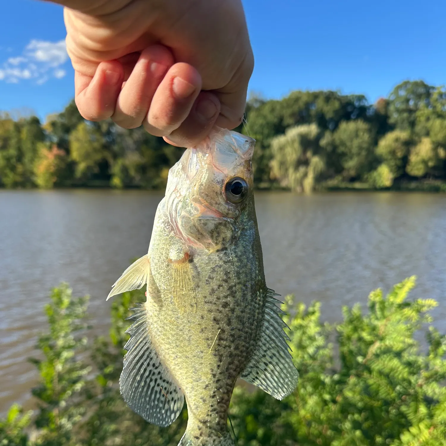 Black crappie caught on Fishbrain