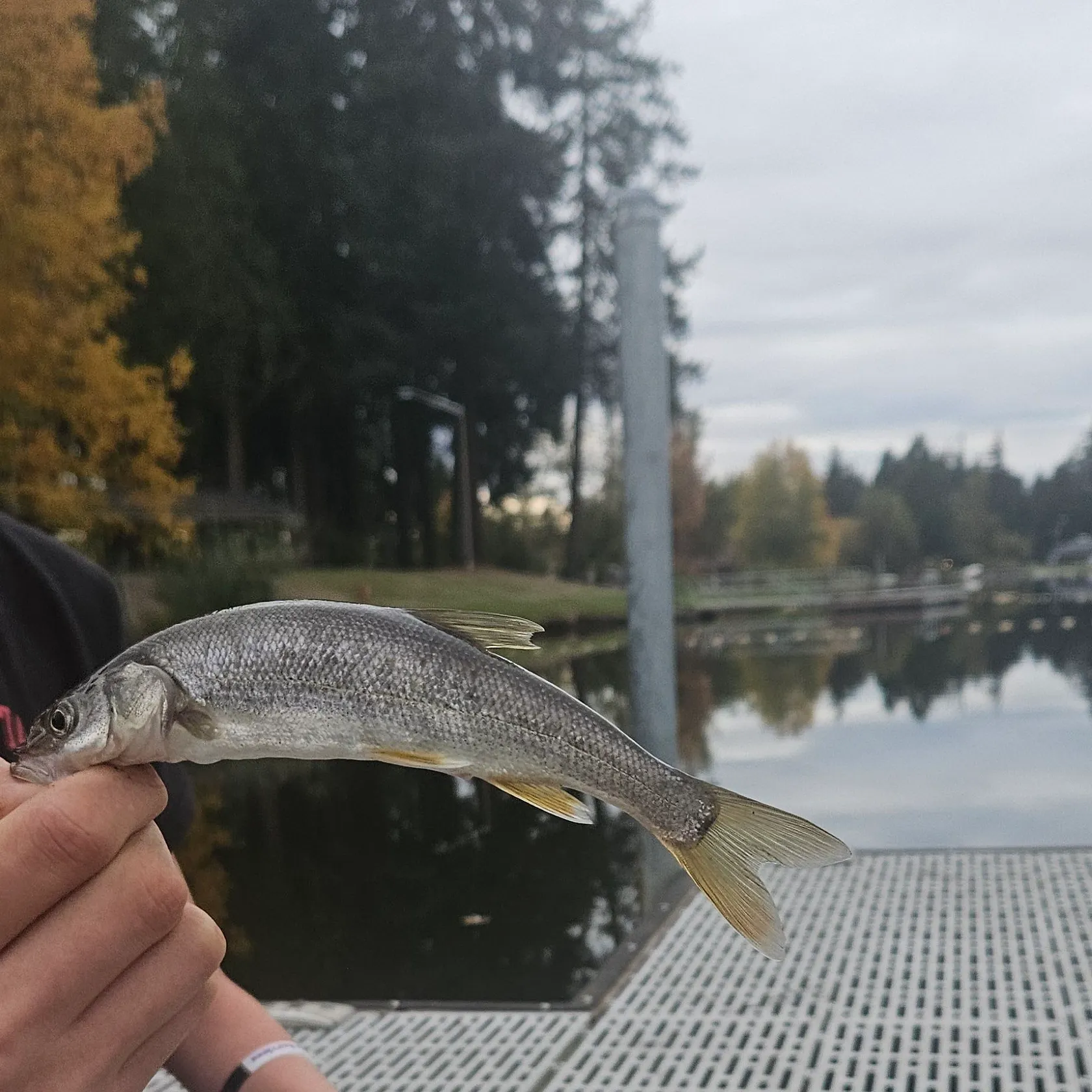 Northern pikeminnow caught on Fishbrain