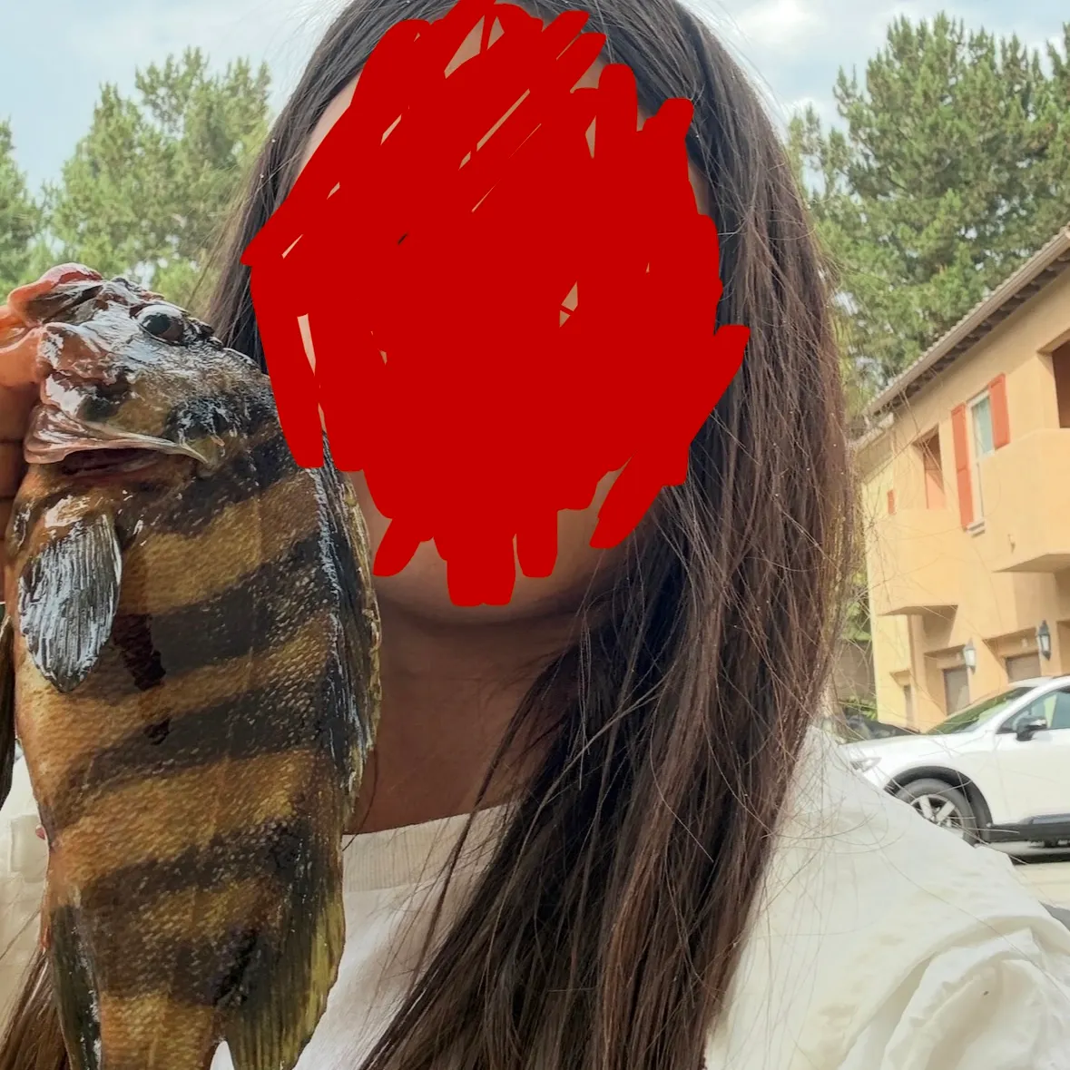 The most recent Treefish catches on Fishbrain