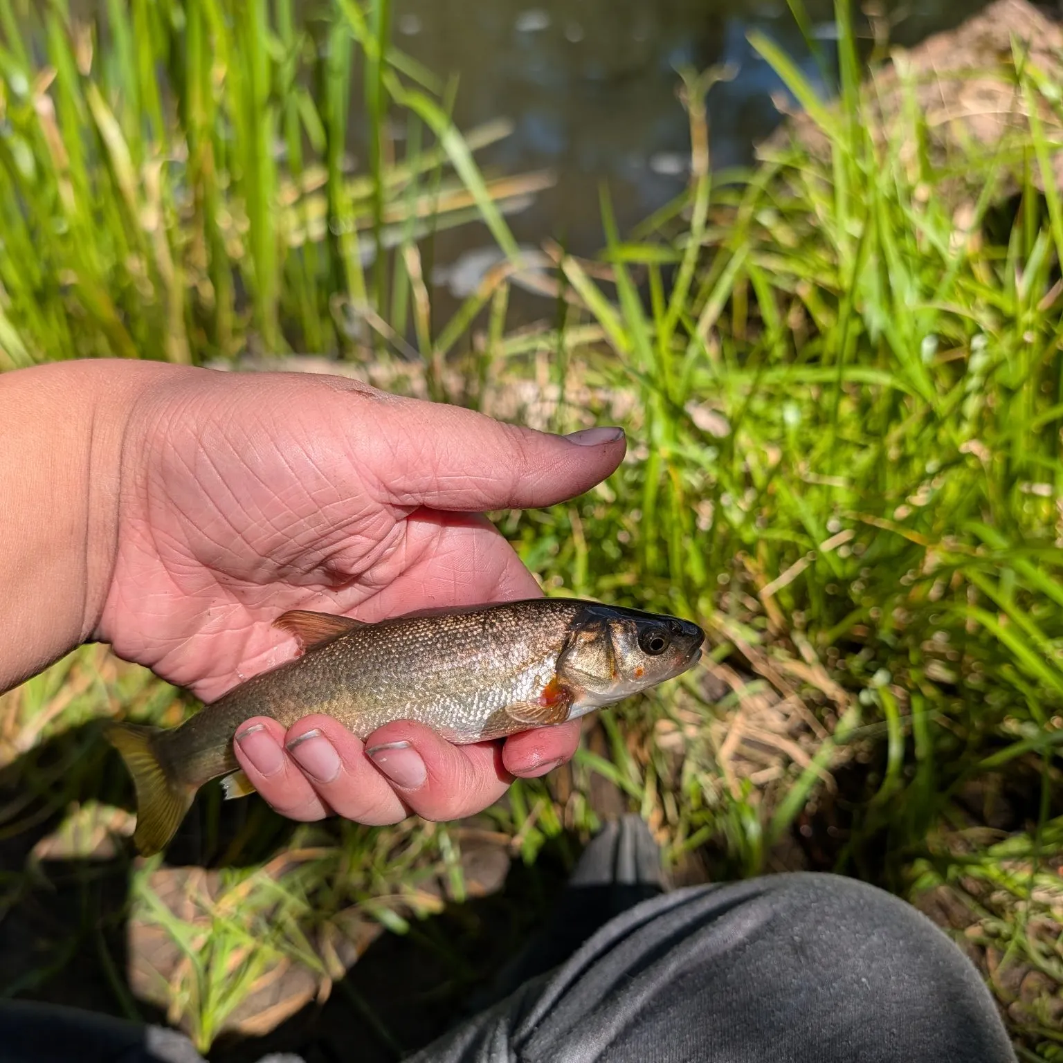 Brown trout caught on Fishbrain