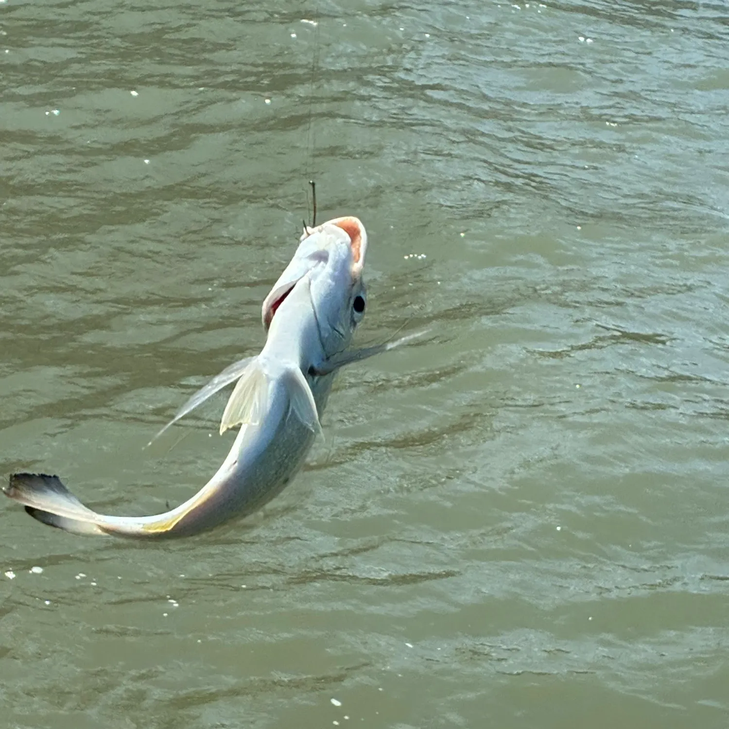 Surf bream caught on Fishbrain