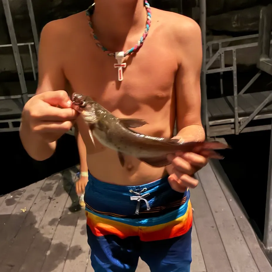 Channel catfish caught on Fishbrain