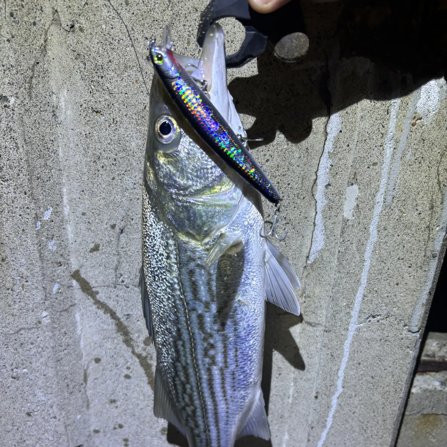 Striped bass caught on Fishbrain