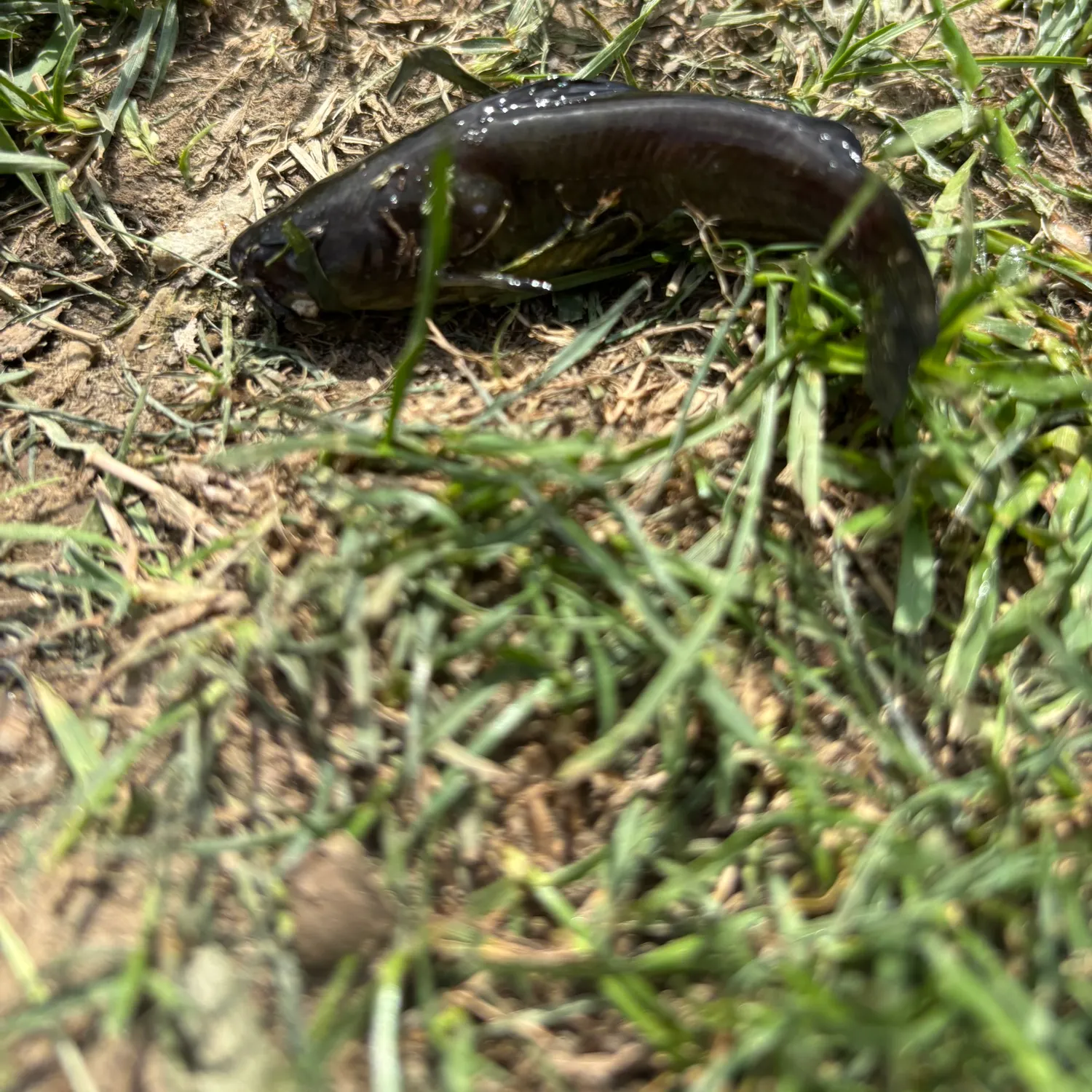 The most recent Black bullhead catches on Fishbrain