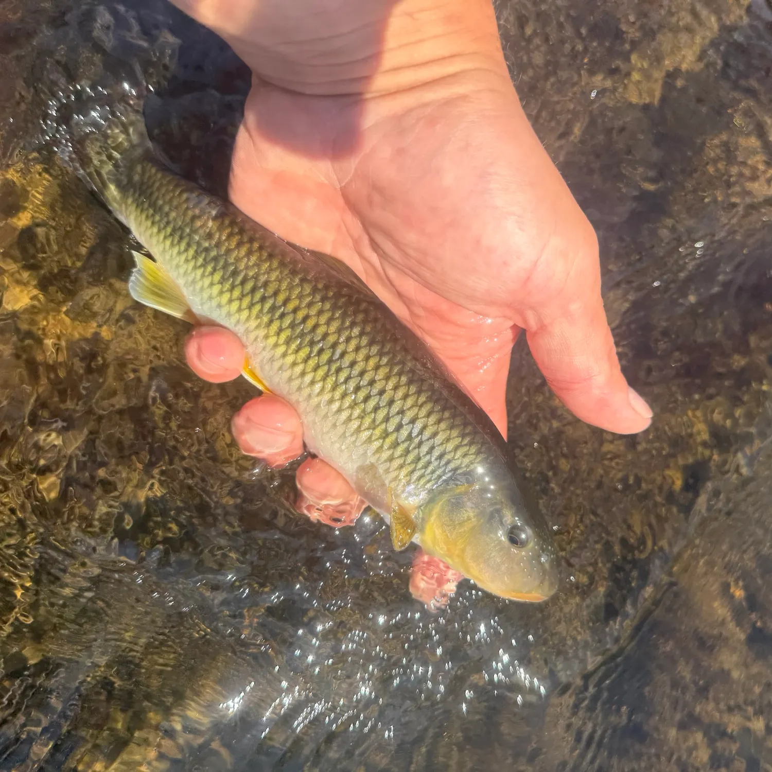 River chub caught on Fishbrain