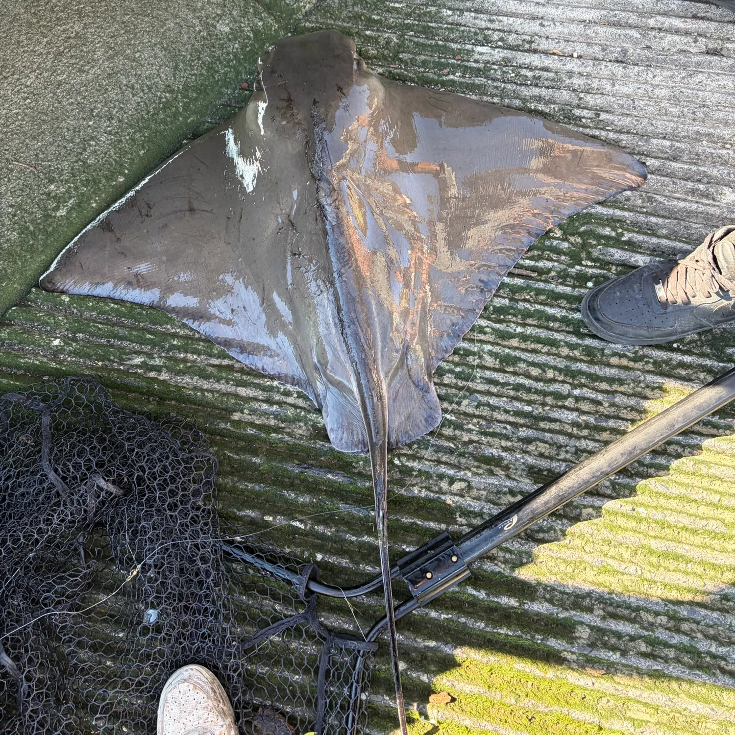 The most recent Bat eagle ray catches on Fishbrain