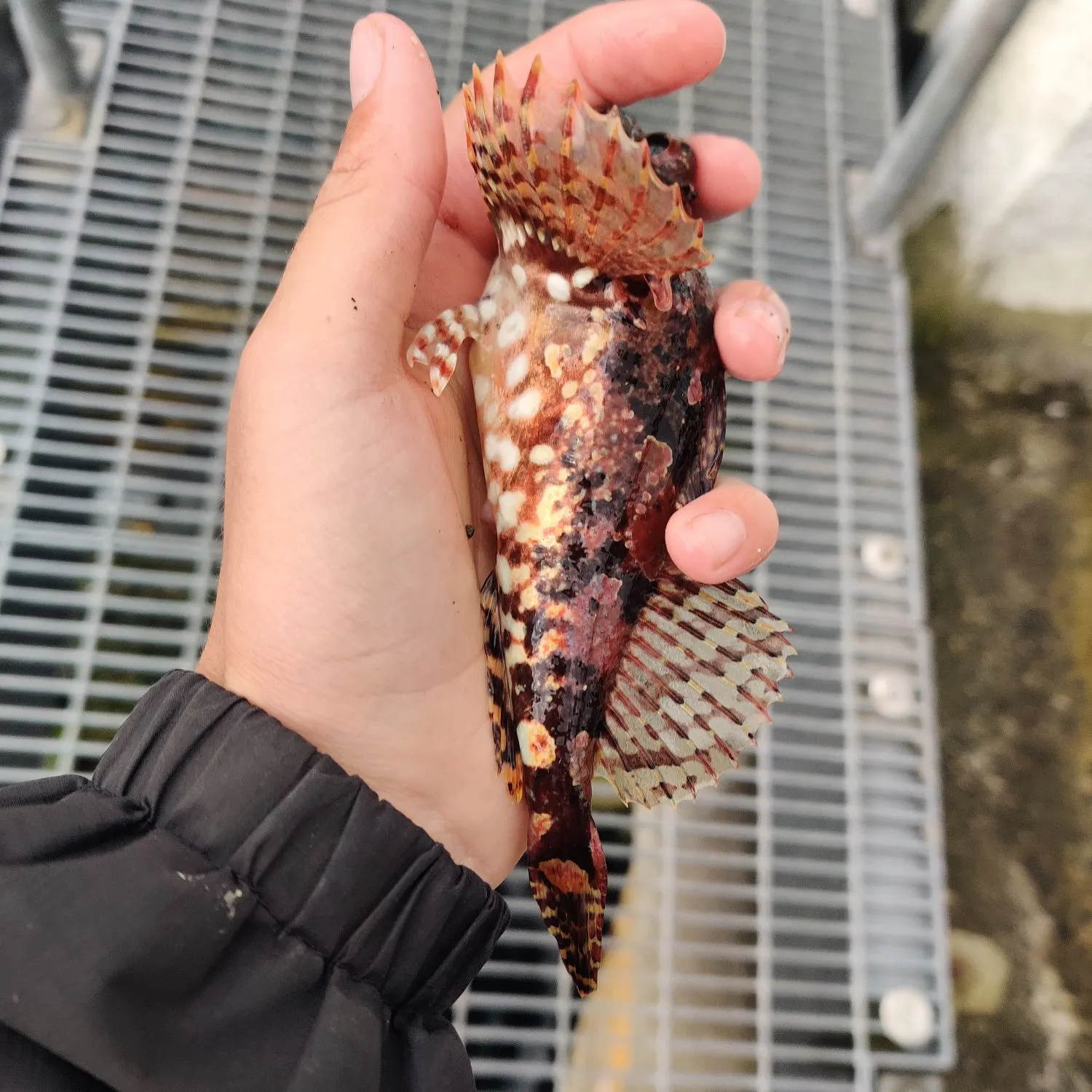 The most recent Red Irish lord catches on Fishbrain