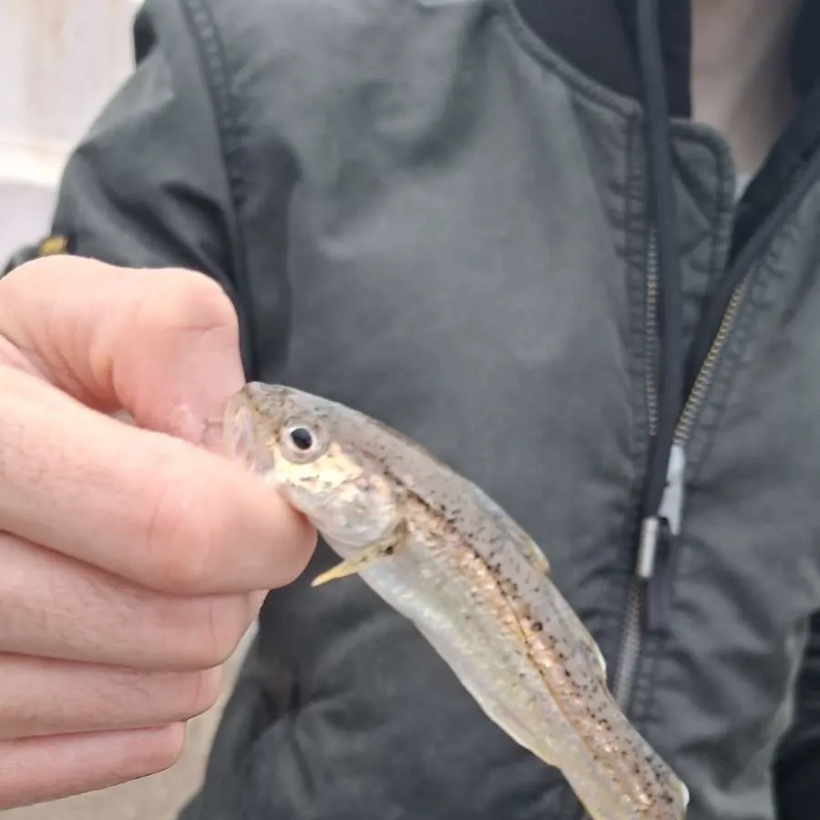 Whiting caught on Fishbrain