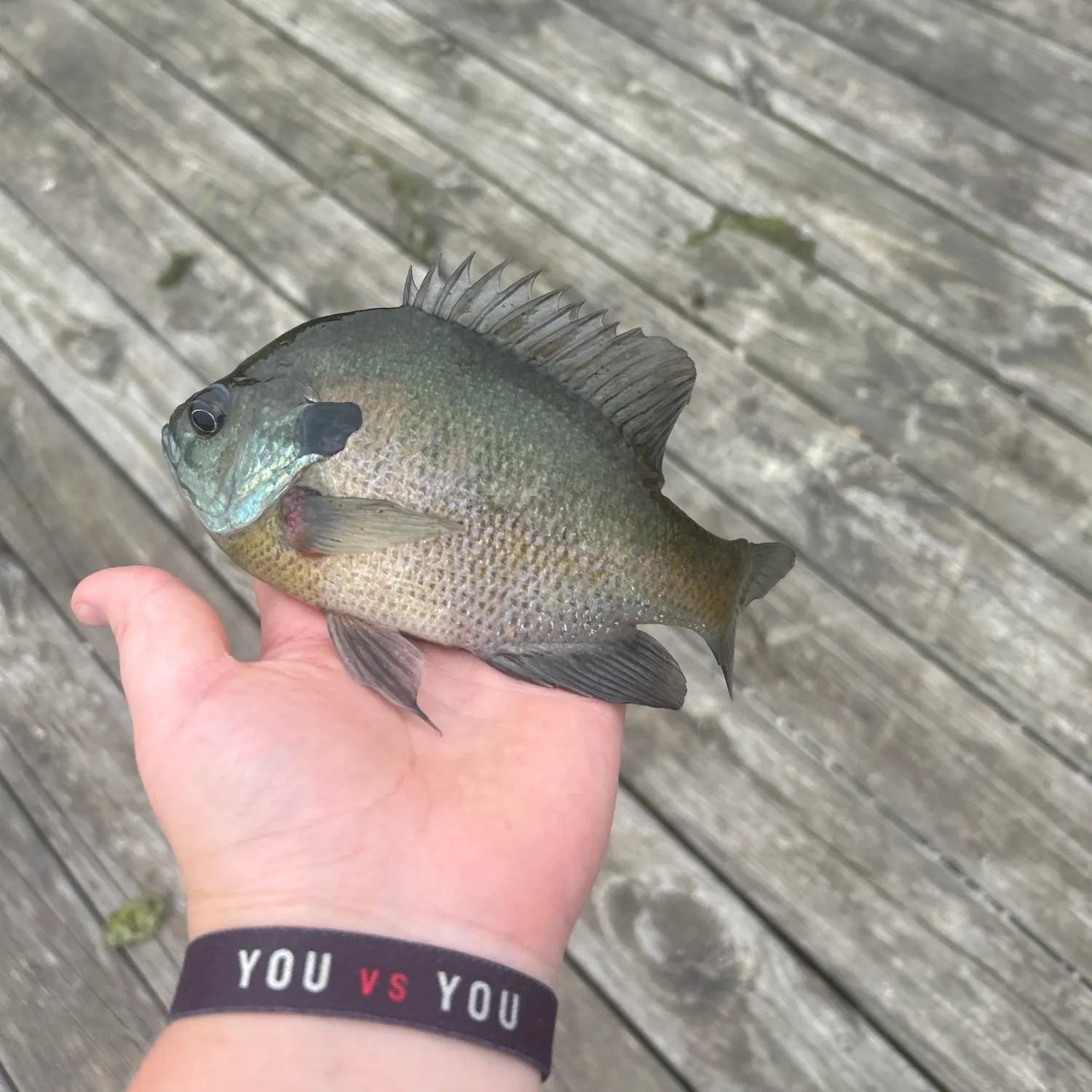 Bluegill caught on Fishbrain