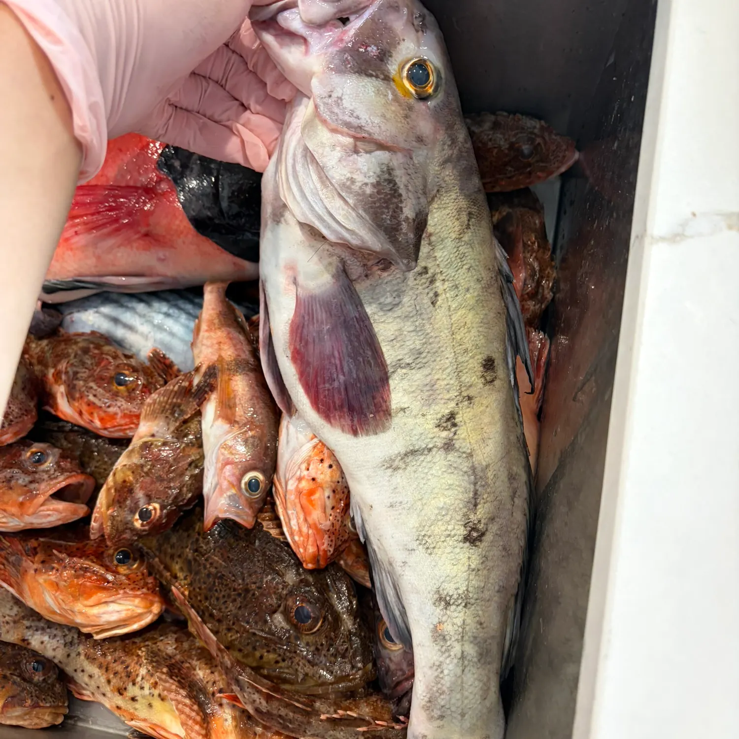 Barred sand bass caught on Fishbrain