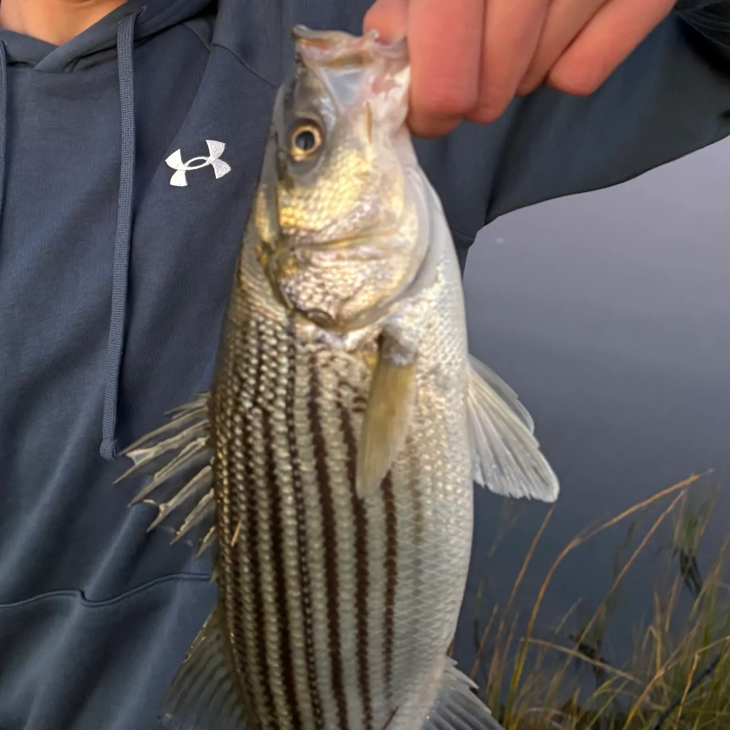 Striped bass caught on Fishbrain