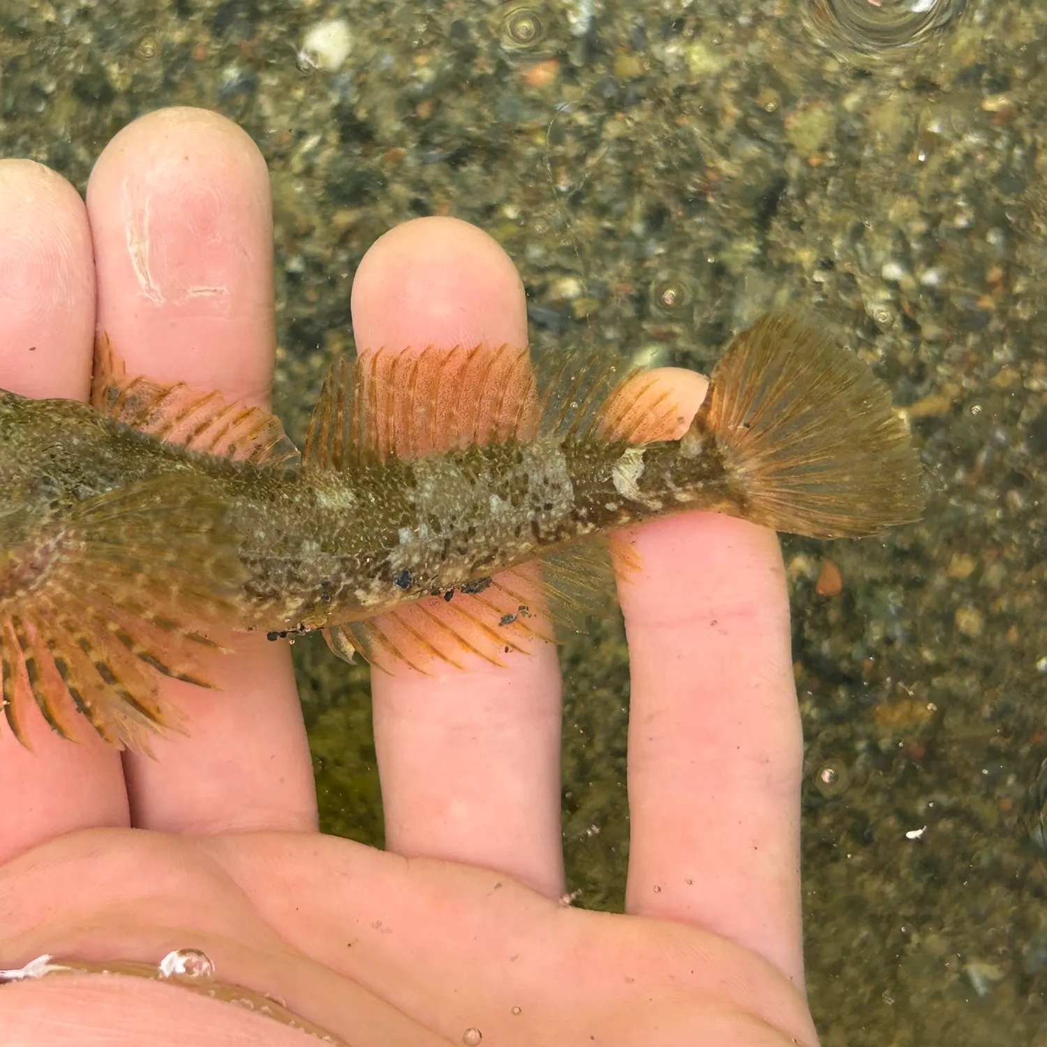 The most recent Coastrange sculpin catches on Fishbrain