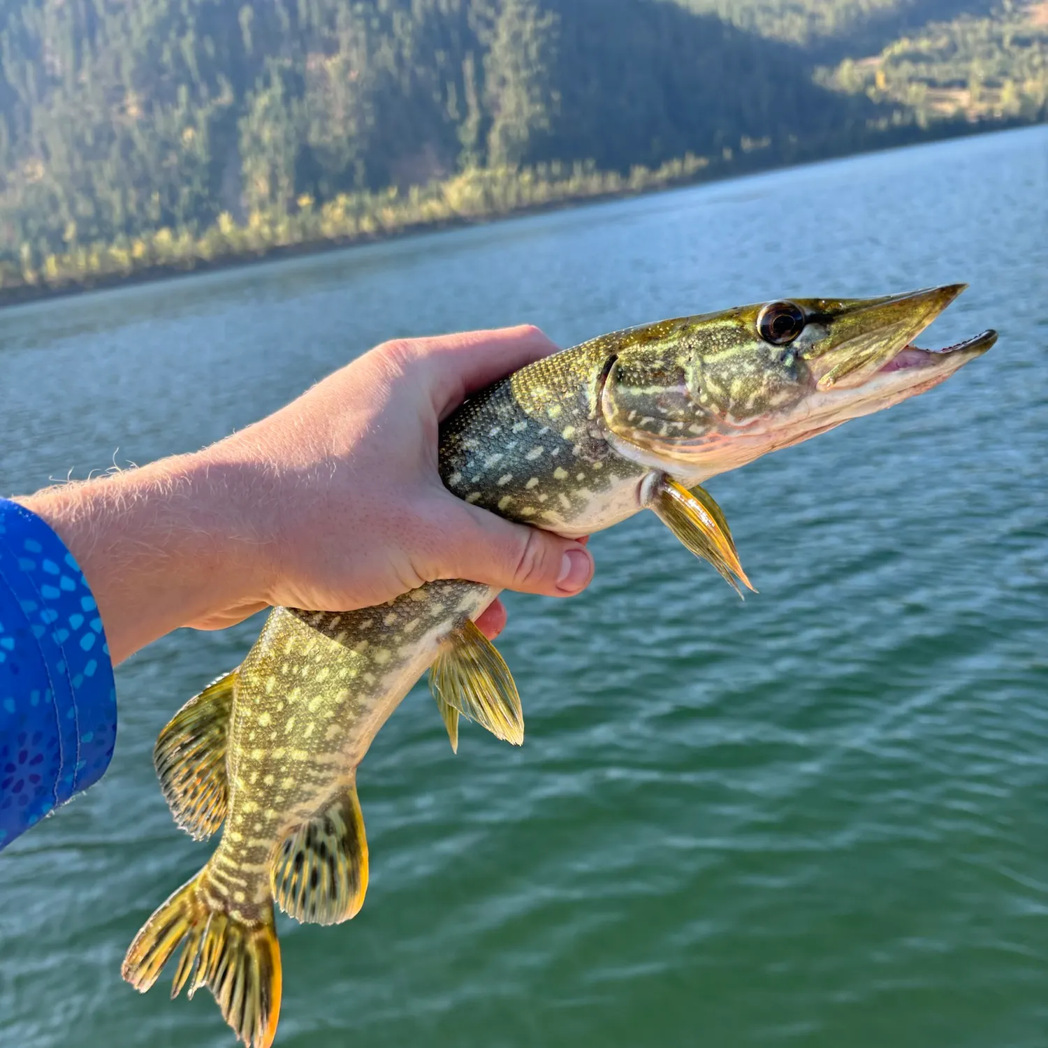 Northern pike caught on Fishbrain