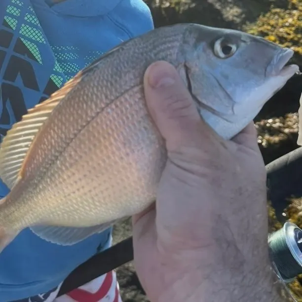 Scup caught on Fishbrain