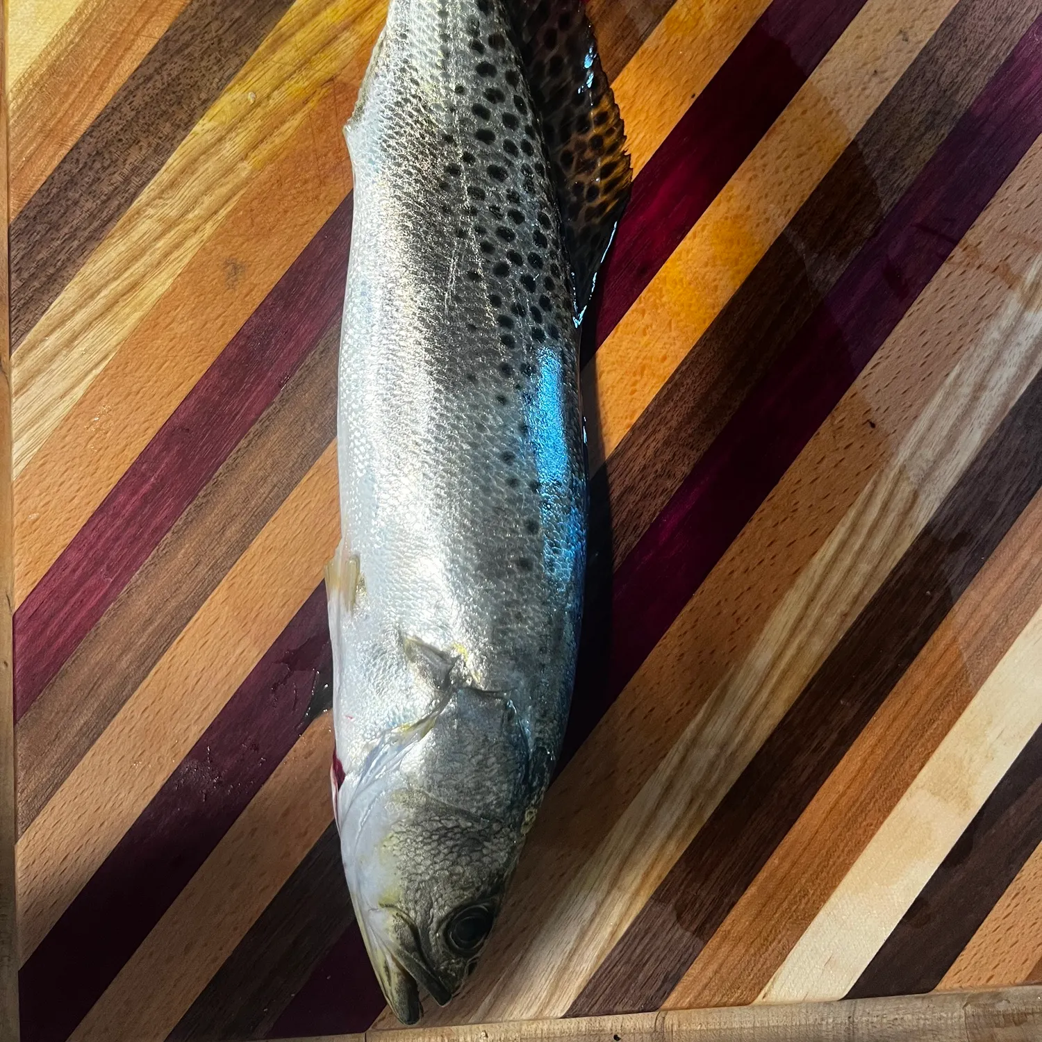 Spotted seatrout caught on Fishbrain