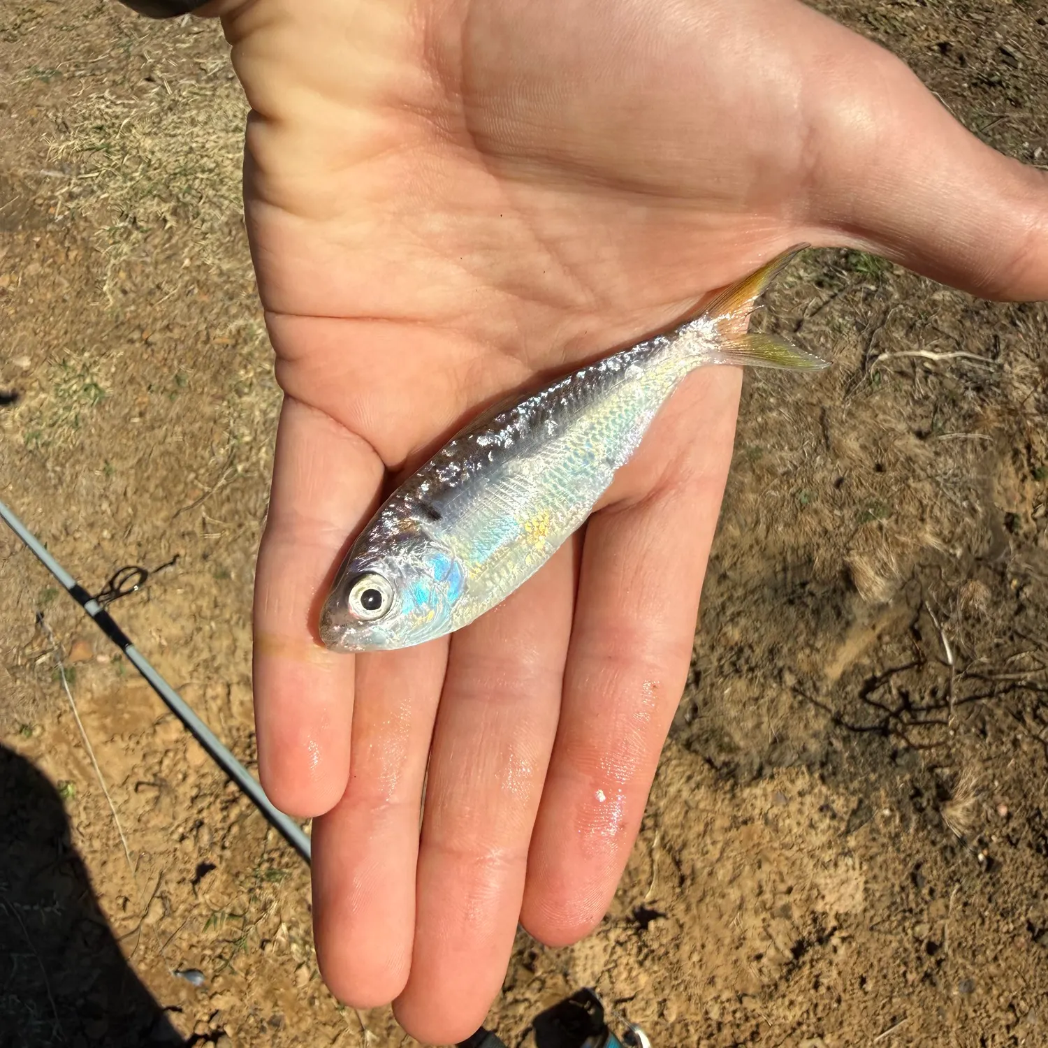 The most recent Threadfin shad catches on Fishbrain