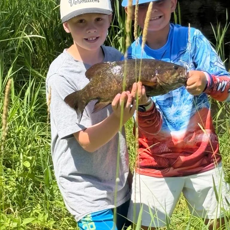 Smallmouth bass caught on Fishbrain