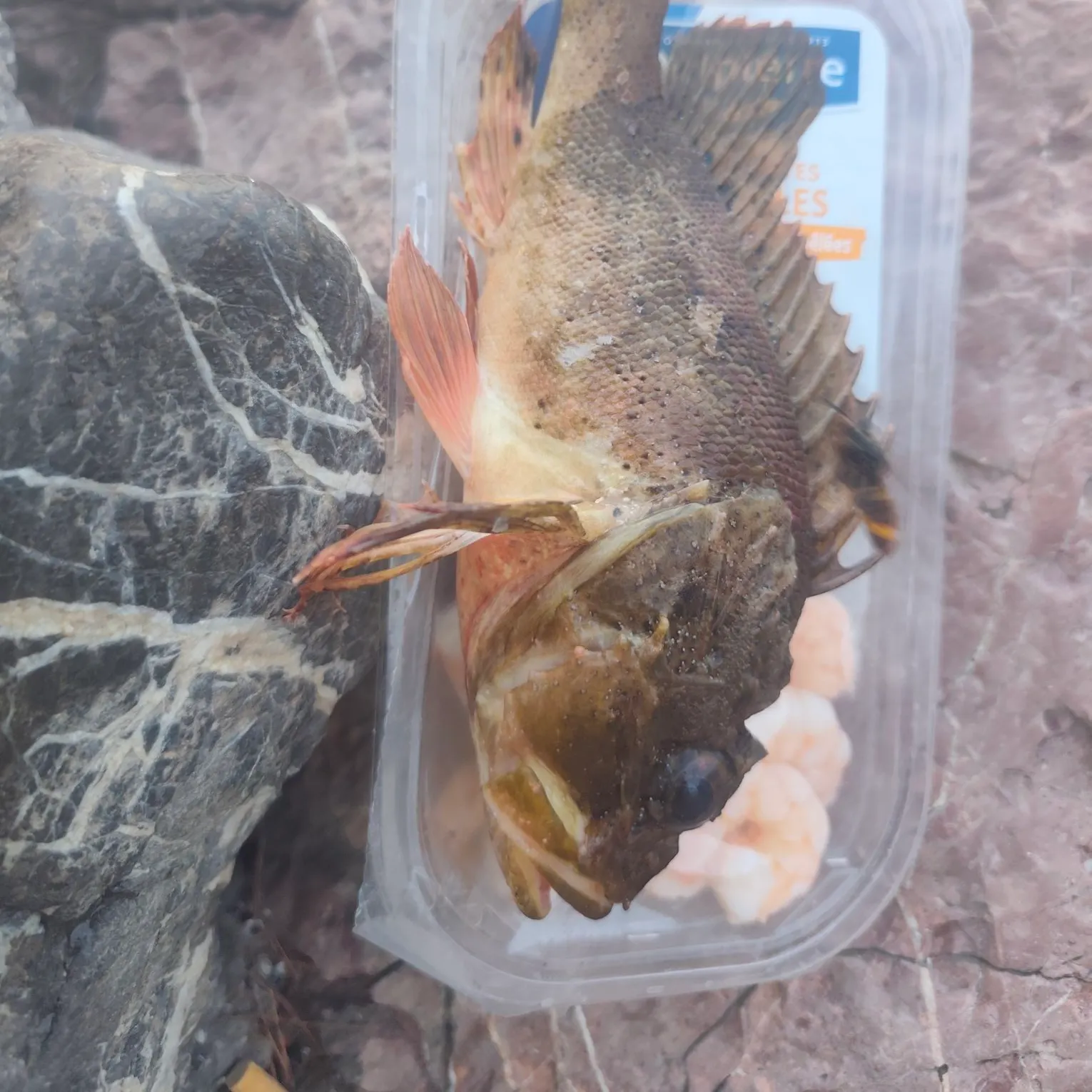 Fish caught on Fishbrain