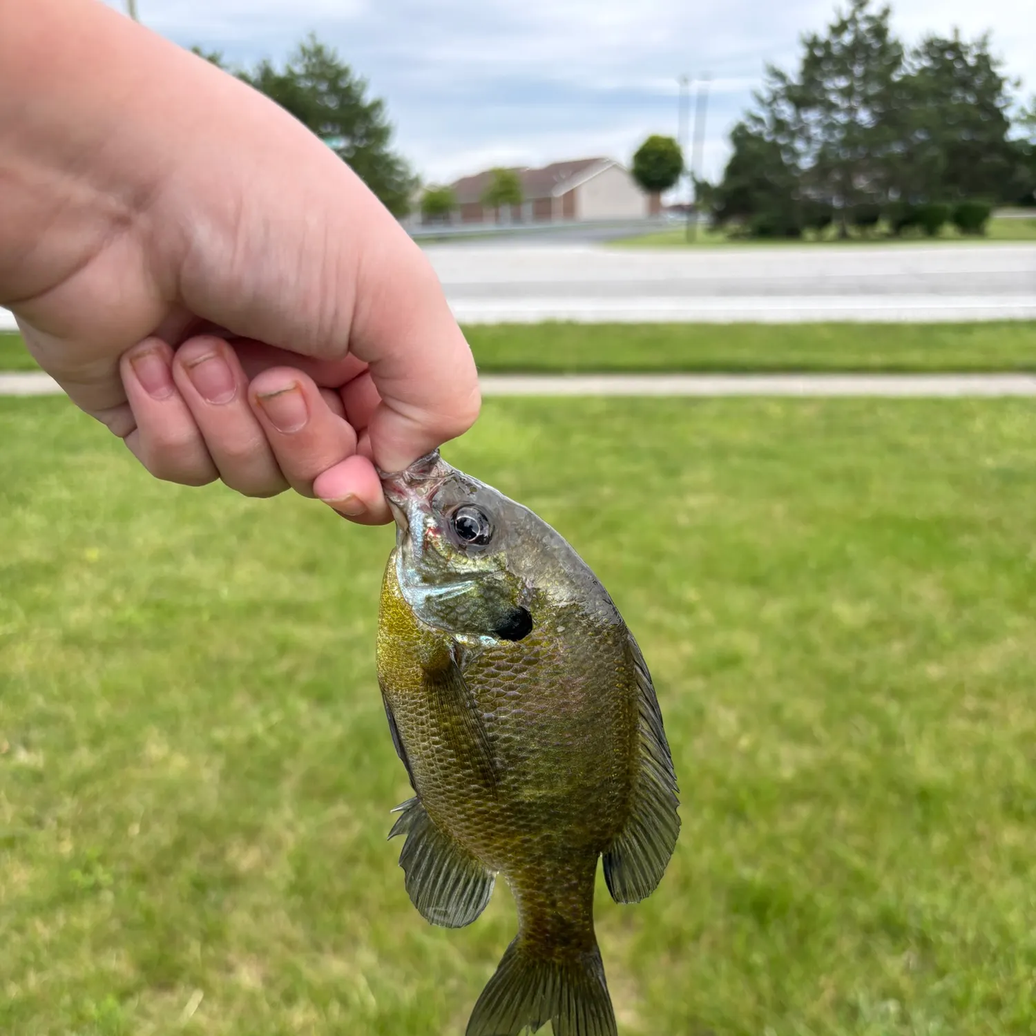 catch