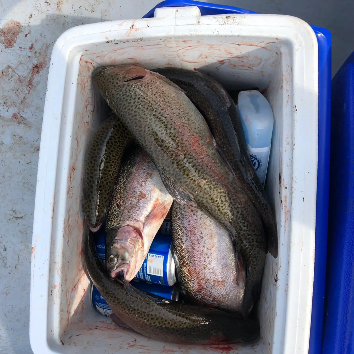 recently logged catches