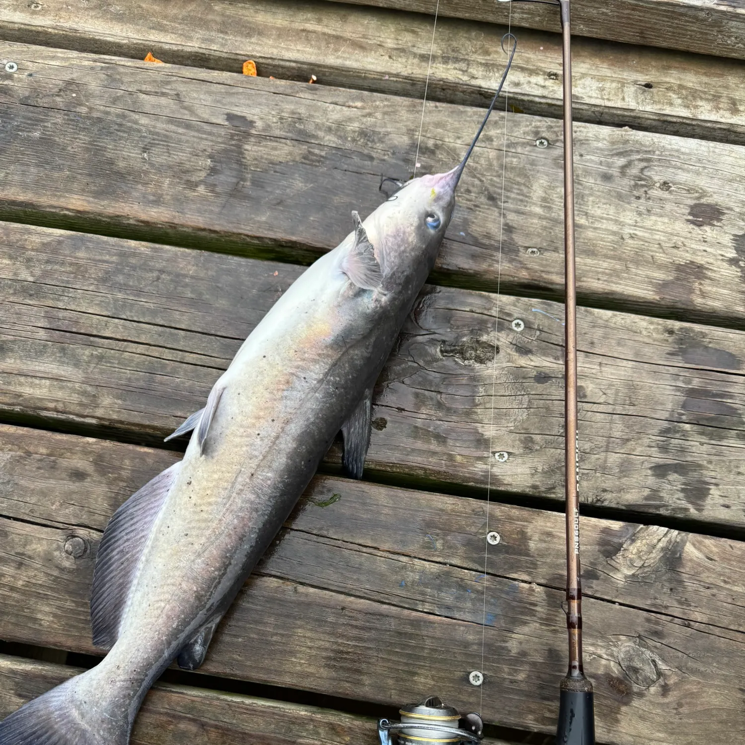 recently logged catches