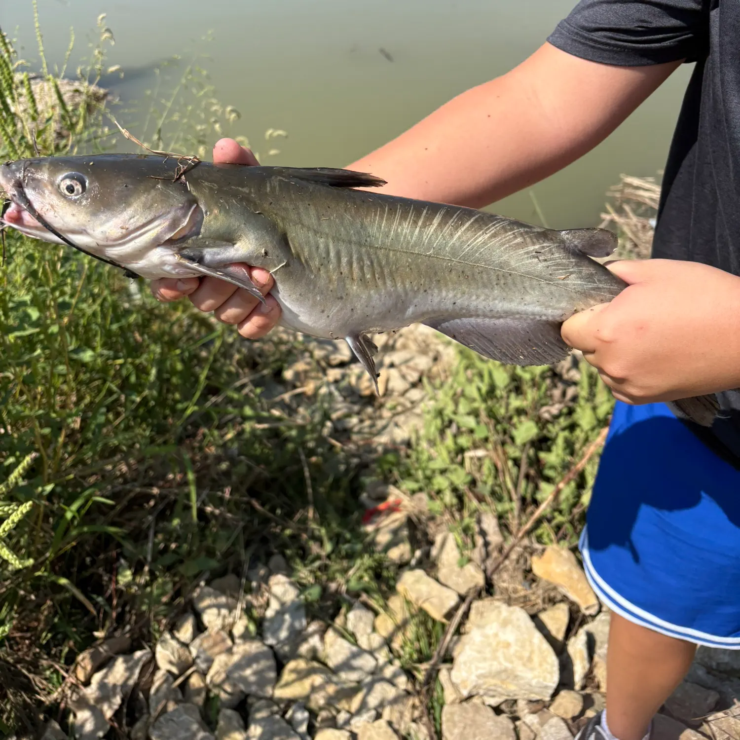 Fish caught on Fishbrain