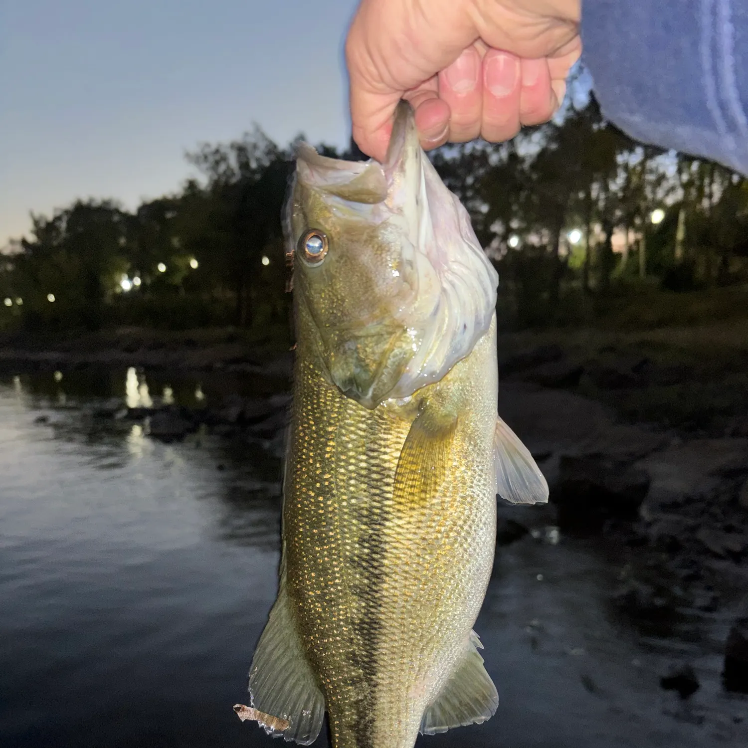 Alabama bass caught on Fishbrain