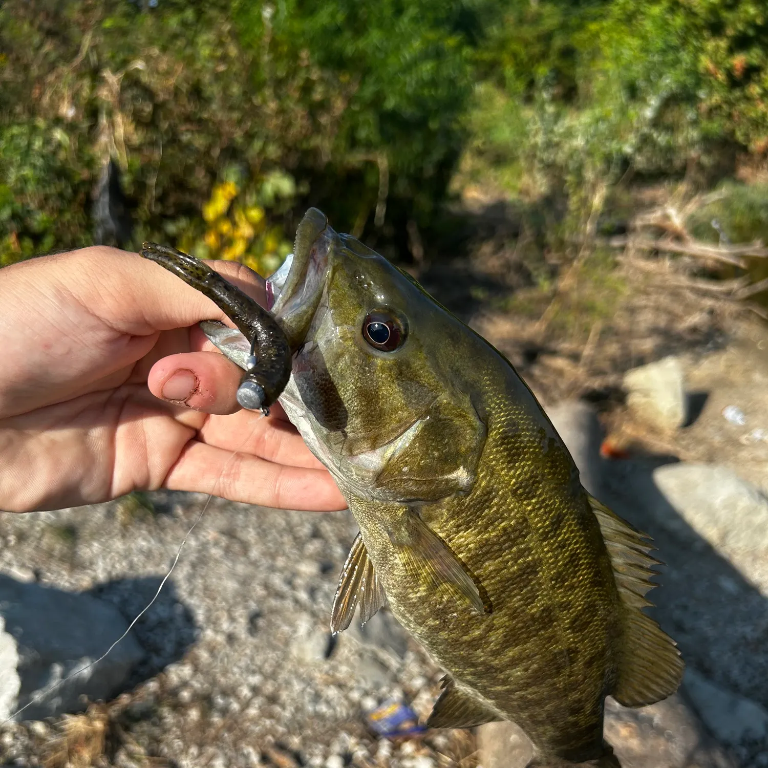 Smallmouth bass caught on Fishbrain