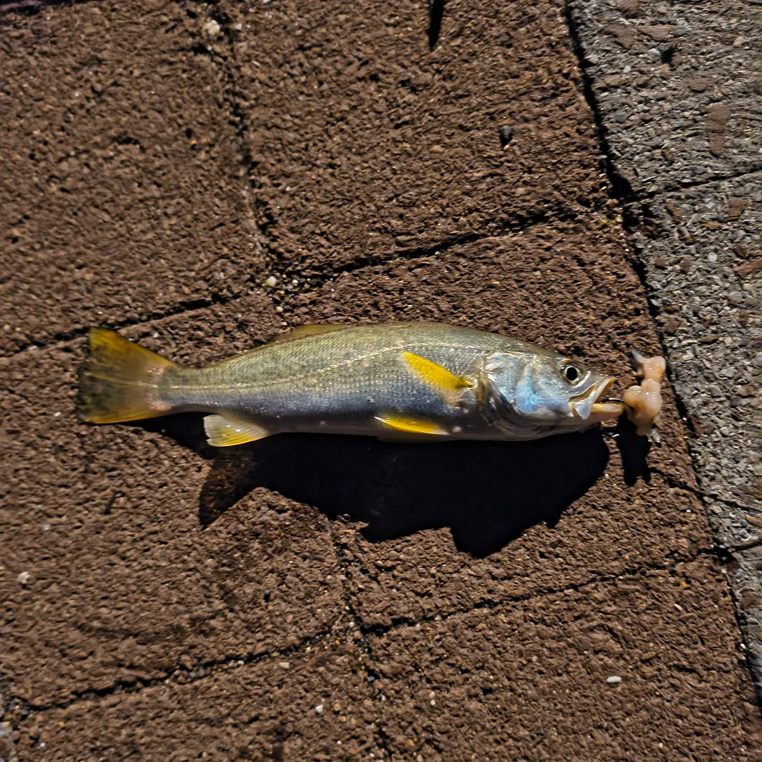 The most recent Gray weakfish catches on Fishbrain