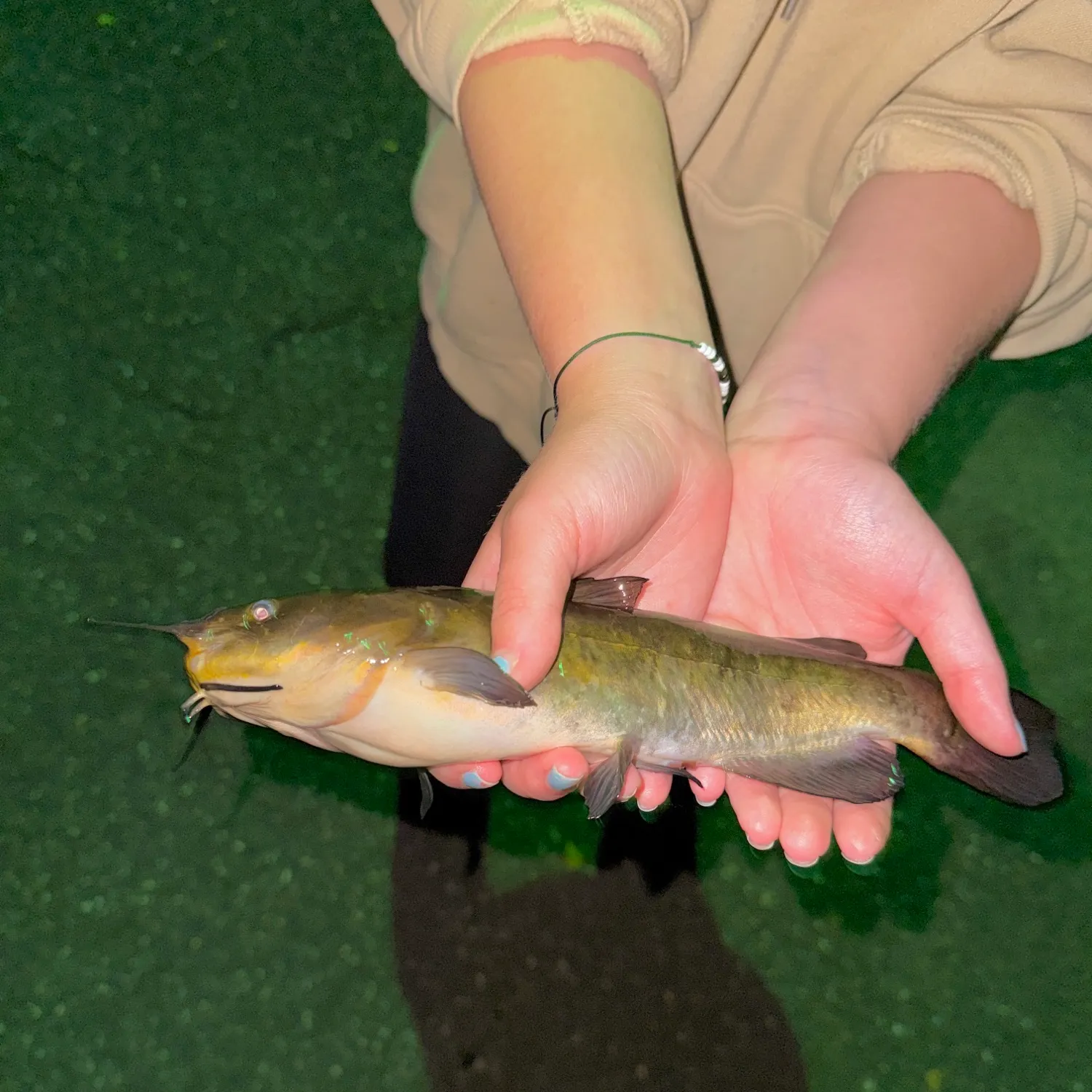 Brown bullhead caught on Fishbrain