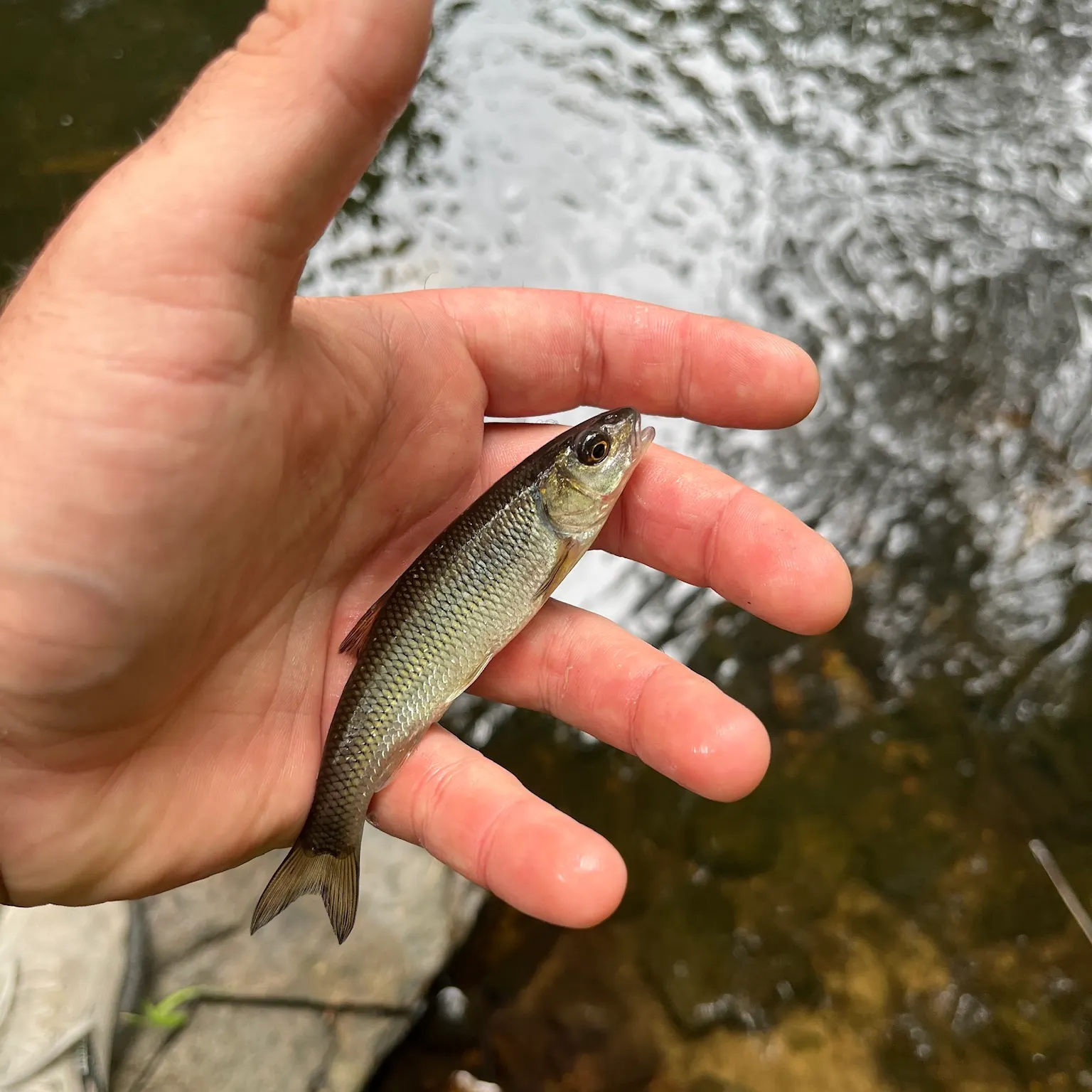 The most recent Fallfish catches on Fishbrain