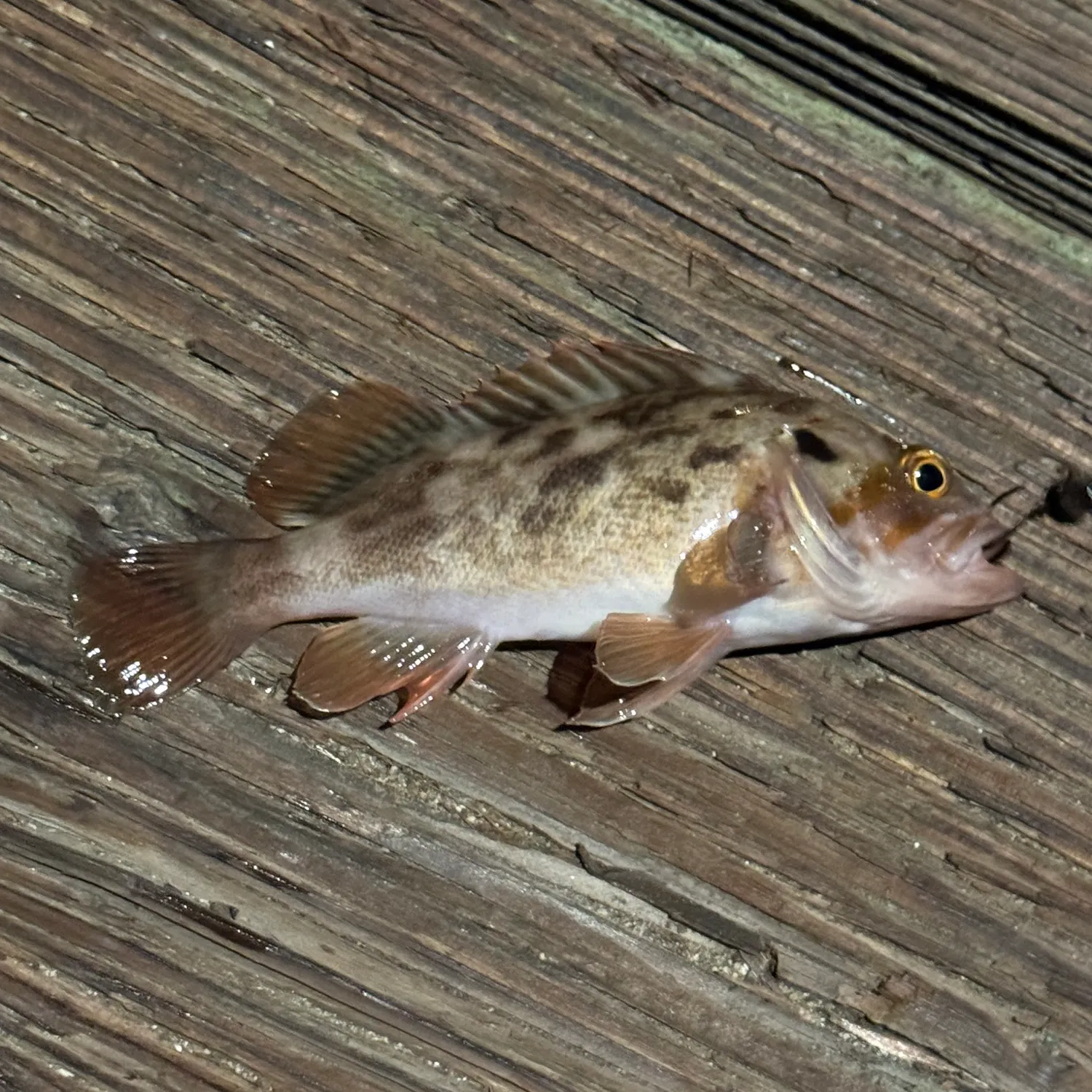 recently logged catches