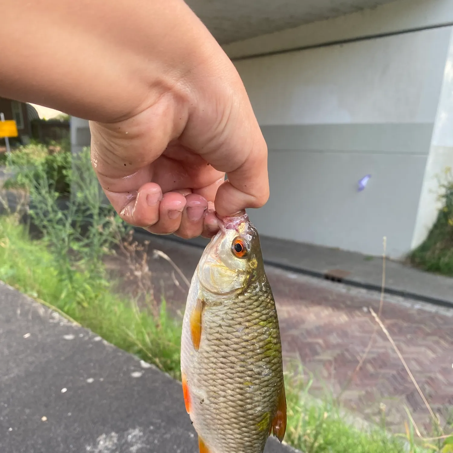 catch