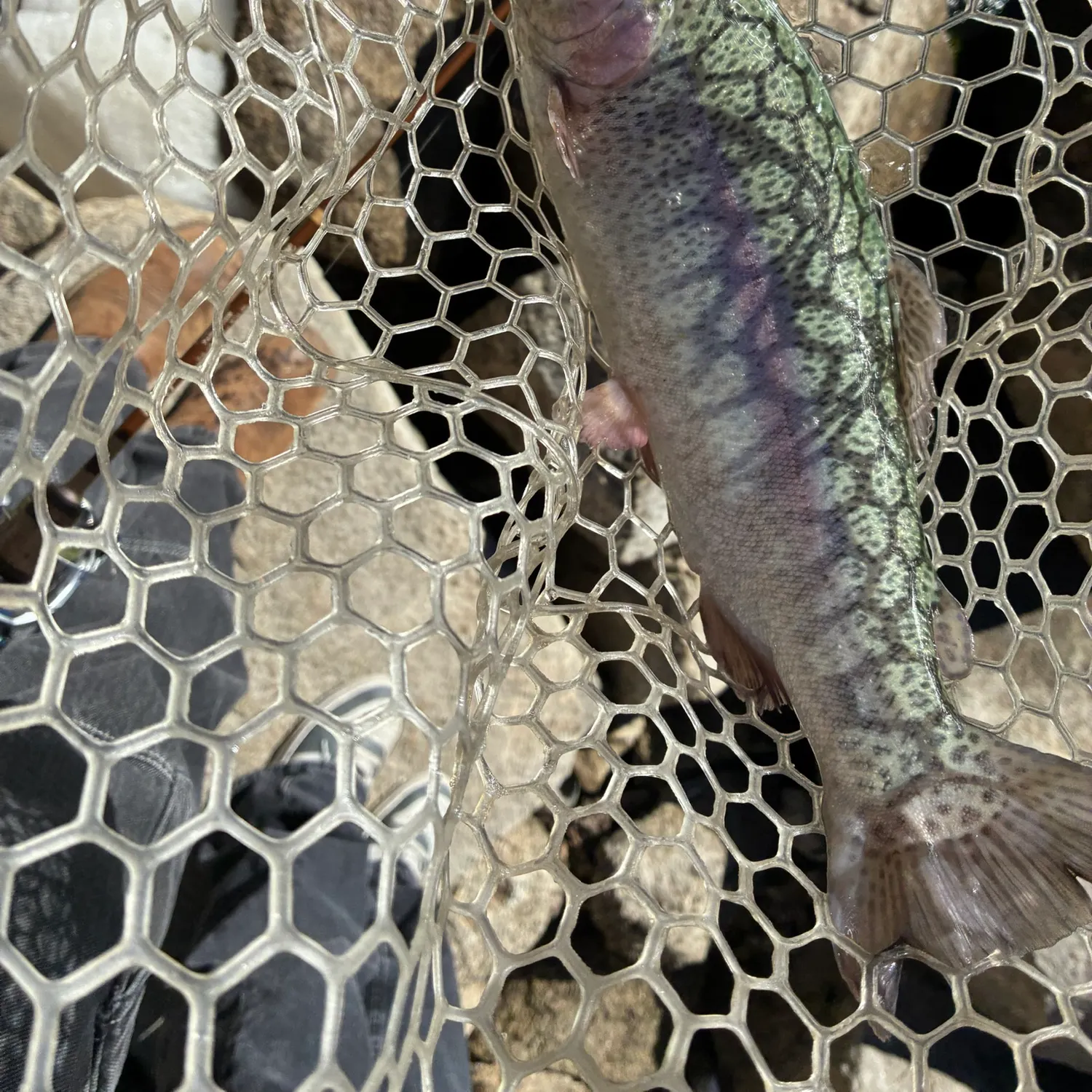 Rainbow trout caught on Fishbrain