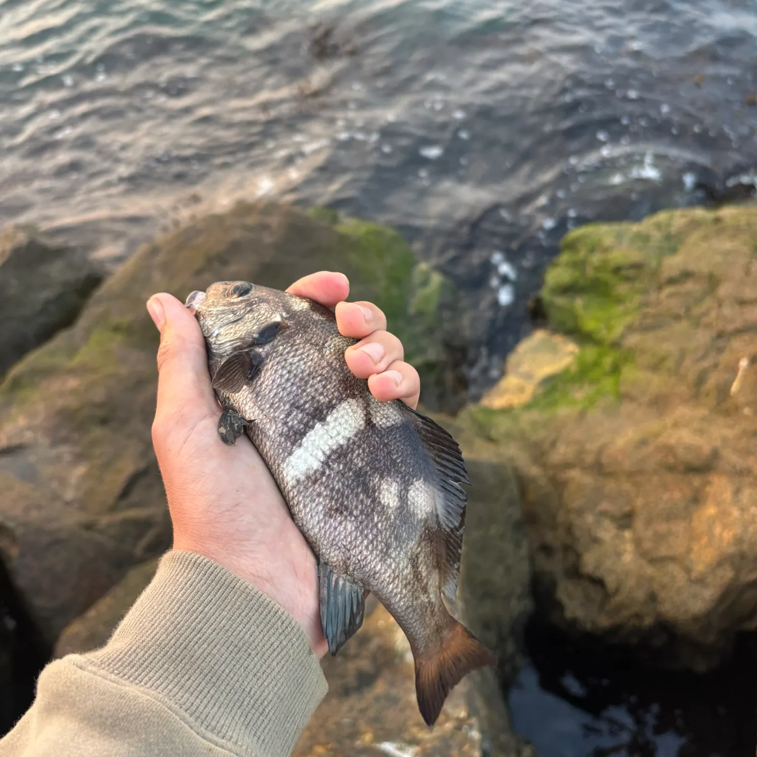 The most recent Black croaker catches on Fishbrain