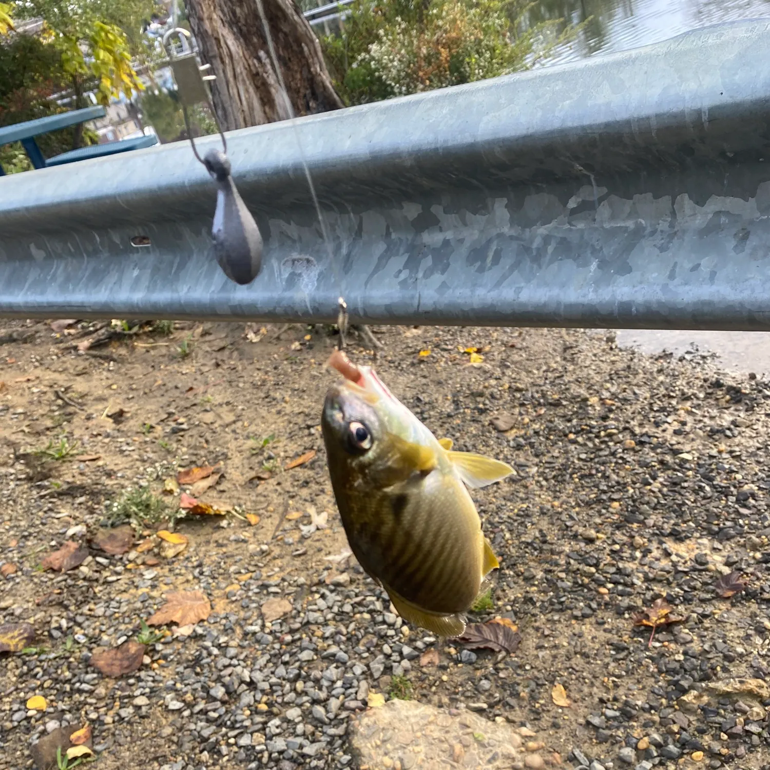 Spot croaker caught on Fishbrain